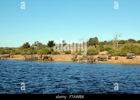 Una mandria di elefanti sulla riva del fiume Chobe, Botswana Foto Stock