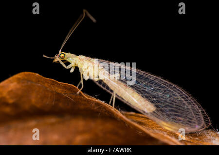 Verde comune lacewing (Chrysoperla carnea) Foto Stock