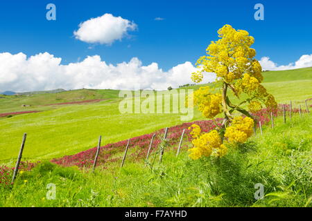 Sicilia prato primavera paesaggio, Sicilia centrale, Italia Foto Stock