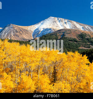 Aspen in autunno a colori al di sotto dei picchi di lima vicino a lima, montana Foto Stock