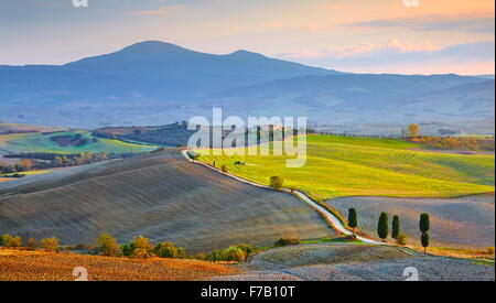 Cipressi paesaggio, Val d'Orcia, Toscana, Italia Foto Stock