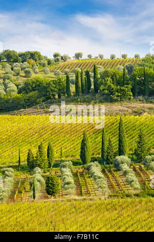 Paesaggio di vigneti, Toscana Italia Foto Stock