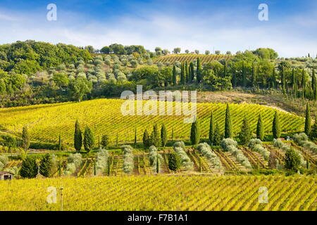 Vigneto, Toscana Italia Foto Stock