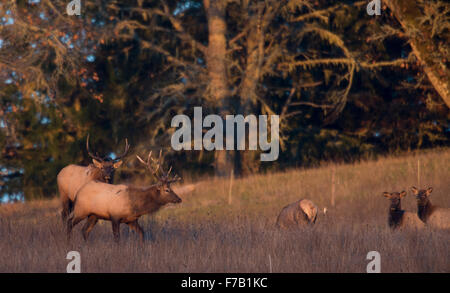 Elkton, Oregon, Stati Uniti d'America. 27 Nov, 2015. Una mandria di Roosevelt elk raccogliere su un pendio aperto nei pressi di Elkton nel sud-ovest dell'Oregon. Roosevelt elk sono la più grande delle quattro sottospecie di elk in Nord America. I tori sono in genere di peso tra 700 e 1100 libbre. © Robin Loznak/ZUMA filo/Alamy Live News Foto Stock