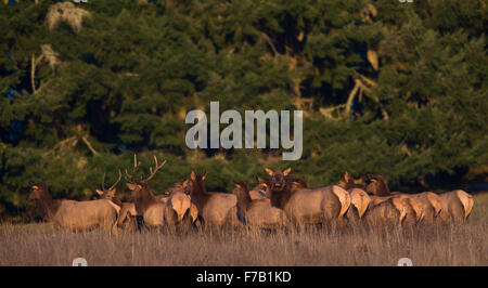 Elkton, Oregon, Stati Uniti d'America. 27 Nov, 2015. Una mandria di Roosevelt elk raccogliere su un pendio aperto nei pressi di Elkton nel sud-ovest dell'Oregon. Roosevelt elk sono la più grande delle quattro sottospecie di elk in Nord America. I tori sono in genere di peso tra 700 e 1100 libbre. © Robin Loznak/ZUMA filo/Alamy Live News Foto Stock