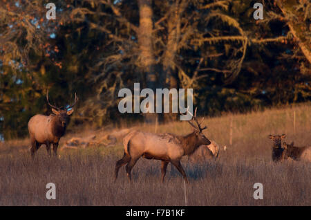 Elkton, Oregon, Stati Uniti d'America. 27 Nov, 2015. Una mandria di Roosevelt elk raccogliere su un pendio aperto nei pressi di Elkton nel sud-ovest dell'Oregon. Roosevelt elk sono la più grande delle quattro sottospecie di elk in Nord America. I tori sono in genere di peso tra 700 e 1100 libbre. © Robin Loznak/ZUMA filo/Alamy Live News Foto Stock