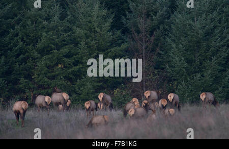 Elkton, Oregon, Stati Uniti d'America. 27 Nov, 2015. Una mandria di Roosevelt elk raccogliere su un pendio aperto nei pressi di Elkton nel sud-ovest dell'Oregon. Roosevelt elk sono la più grande delle quattro sottospecie di elk in Nord America. I tori sono in genere di peso tra 700 e 1100 libbre. © Robin Loznak/ZUMA filo/Alamy Live News Foto Stock