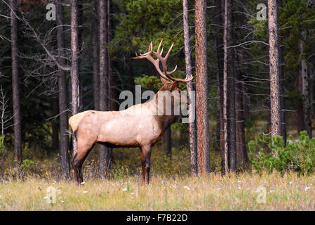 Un giovane bull elk stretching Foto Stock