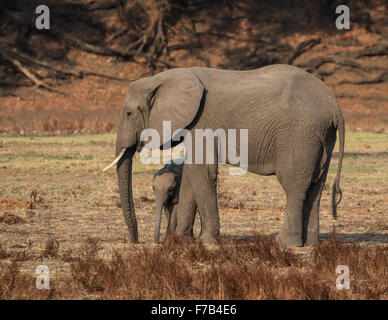 Una femmina di elefante con il suo vitello , South Luangwa National Park, Zambia, Africa Foto Stock