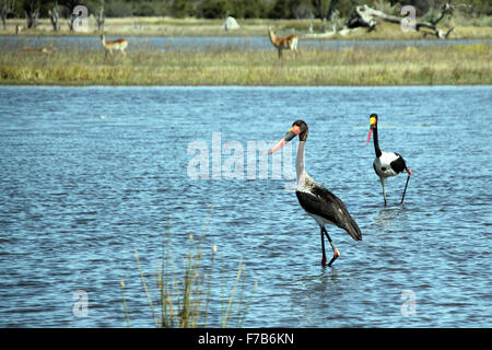 A sella fatturati Cicogne (Ephippiorhynchus Senegalensis) guadare in un lago. Moremi Game Reserve, Botswana Foto Stock