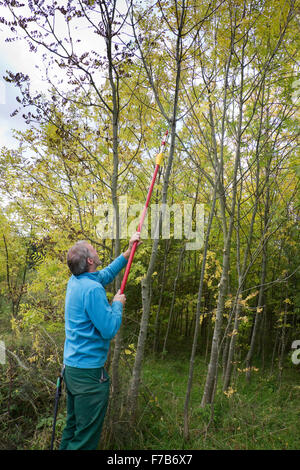 Un uomo in basso taglio e rifilatura a rami di alberi Foto Stock