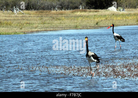 A sella fatturati Cicogne (Ephippiorhynchus Senegalensis) guadare in un lago. Moremi Game Reserve, Botswana Foto Stock