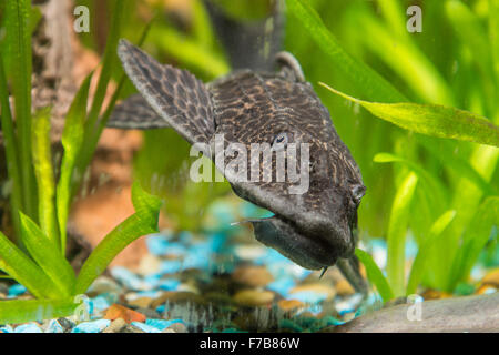 Pesci Ancistrus dolichopterus Ancistrus in una casa acquario d acqua dolce Foto Stock