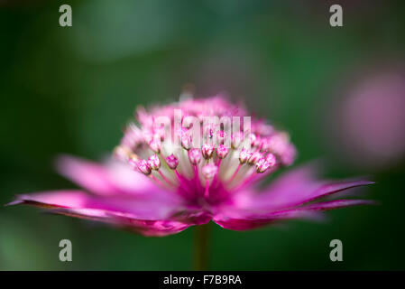 Bella deep red Astrantia fiore completamente aperto in estate il sole. Foto Stock