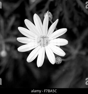 Giallo Daisy Closeup Foto Stock