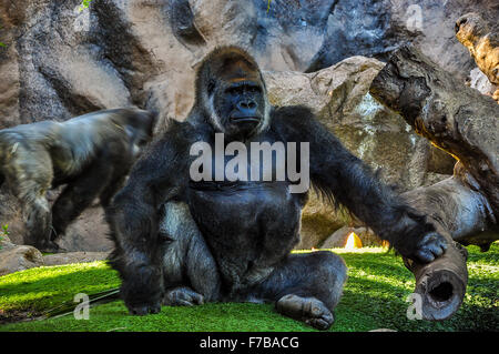 Maestoso gorilla allo zoo Foto Stock