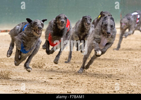 Il Greyhound Racing, Irish Wolfhound, campionato europeo 2015, Hünstetten, Germania, Europa Foto Stock