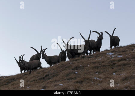 Alpine Ibex, Alti Tauri Parco Nazionale della Carinzia, Austria, Europa / Capra Ibex Foto Stock