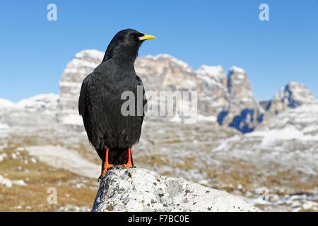 Gracchio alpino, Dolomiti, Alto Adige Provincia, Italia, Europa / Pyrrhocorax graculus Foto Stock