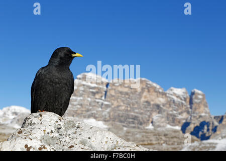 Gracchio alpino, Dolomiti, Alto Adige Provincia, Italia, Europa / Pyrrhocorax graculus Foto Stock