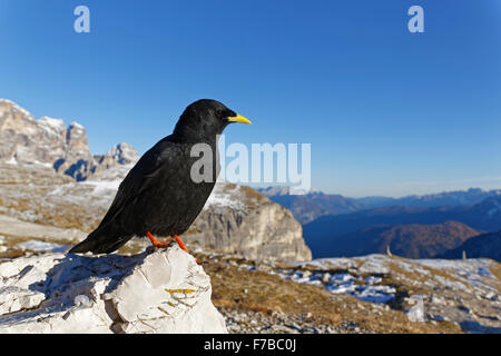 Gracchio alpino, Dolomiti, Alto Adige Provincia, Italia, Europa / Pyrrhocorax graculus Foto Stock