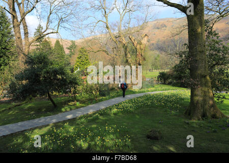 La molla narcisi, Wordsworth Daffodil Garden, Grasmere village, Parco Nazionale del Distretto dei Laghi, Cumbria, England, Regno Unito Foto Stock