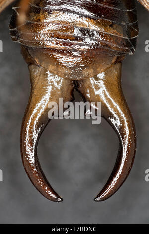 Comune maschio earwig pinze, Forficula auricularia Foto Stock