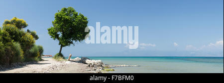 Un singolo alberi si erge lungo il mare blu turchese sulla spiaggia di Roda. L'Albania può essere visto attraverso lo Stretto di Corfù. Foto Stock