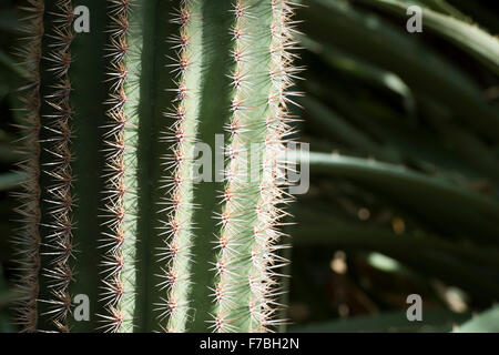 Pachycereus Pringlei. Il gigante messicano cardon o Elephant cactus nel sole e ombra ad RHS Wisley Gardens Foto Stock