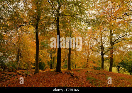 Autunno nel bosco di artisti Lane, Alderley Edge, Cheshire, Inghilterra. Foto Stock