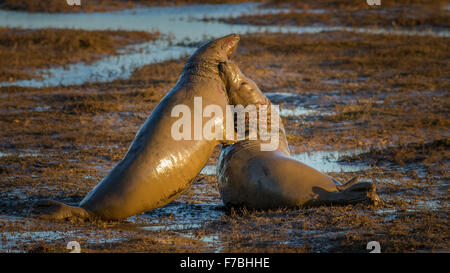 Due bull foche combattono alla riserva naturale Donna Nook North Sea, Lincolnshire, Regno Unito Foto Stock