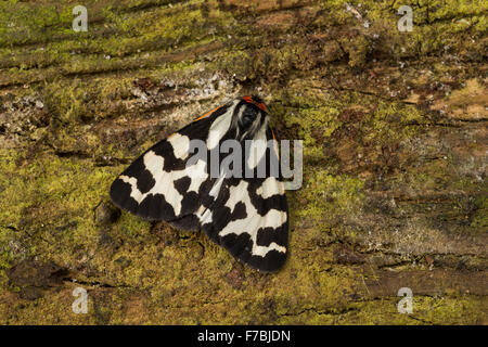 Legno Tiger, Wegerichbär, Wegerich-Bär, Wegerich-Bärenspinner, Parasemia plantaginis, Phalaena plantaginis, L'écaille du piantaggine Foto Stock