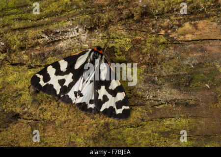 Legno Tiger, Wegerichbär, Wegerich-Bär, Wegerich-Bärenspinner, Parasemia plantaginis, Phalaena plantaginis, L'écaille du piantaggine Foto Stock