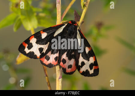 Legno Tiger, Wegerichbär, Wegerich-Bär, Wegerich-Bärenspinner, Parasemia plantaginis, Phalaena plantaginis, L'écaille du piantaggine Foto Stock