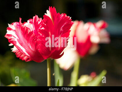 Il bianco e il rosso parrot tulip Estella Rynveld Foto Stock