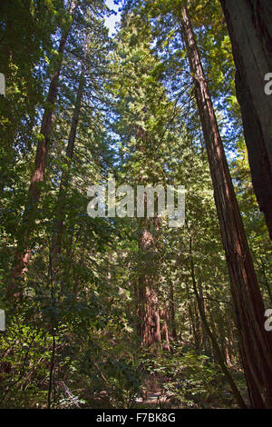 Canneto di Redwoods Costiere (Sequoia sempervirens) ad Armstrong Redwoods Riserva Naturale Statale, a Guerneville, California. Foto Stock