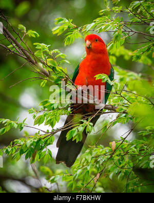 Un re maschio pappagallo in una struttura ad albero Foto Stock