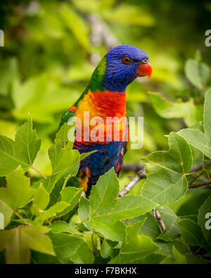 Un singolo lorikeet in una struttura ad albero Foto Stock