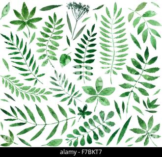 Collezione dipinti acquerelli di piante e foglie. illustrazione vettoriale Illustrazione Vettoriale