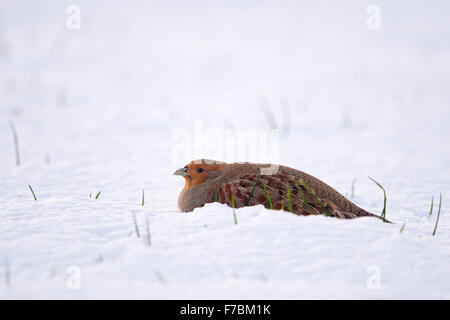 La starna / Rebhuhn ( Perdix perdix ) si trova nella neve, guardando intorno, Cold Winter. Foto Stock