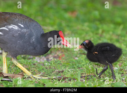 Adulto alimentazione moorhen giovane Foto Stock