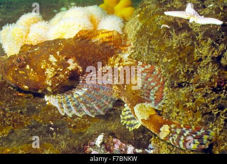 Breve spined mare pesci scorpione. Incredibile vita sottomarina al largo di St Abbs Scozia. Foto Stock