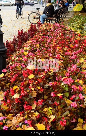 Kecskemet città Ungheria Autunno colori interna della città di foglie e fiori Foto Stock