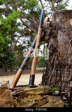 Coppia di didgeridoos, Australiani indigeni musicali, strumenti a fiato, riposo contro un enorme vecchio ceppo di albero. Foto Stock