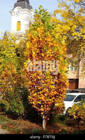 Kecskemet città in Ungheria i colori autunnali città interna Foto Stock