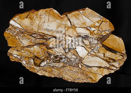 'Mookaite', sbrecciati radiolarite, composta di radiolari fossili, Western Australia, Cretaceo Foto Stock