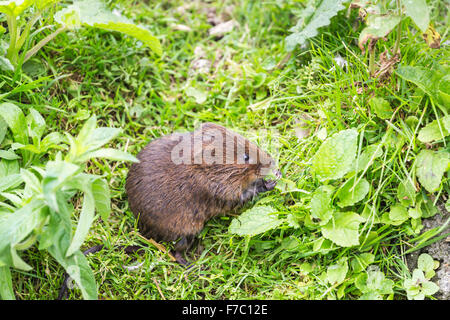 European water vole (Arvicola amphibius) mangiando una foglia a Wildfowl and Wetlands Trust, Arundel, West Sussex, Regno Unito Foto Stock