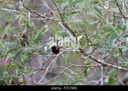 Red-backed fairywren (Malurus melanocephalu) in Australia Foto Stock