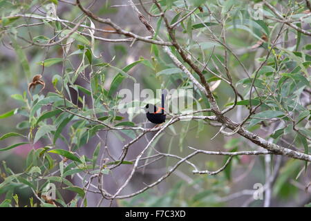 Red-backed fairywren (Malurus melanocephalu) in Australia Foto Stock