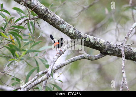 Red-backed fairywren (Malurus melanocephalu) in Australia Foto Stock